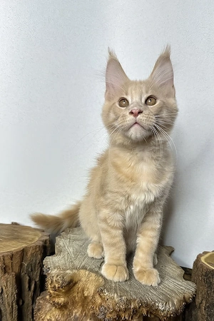 Typvoller Maine Coon-Kater, 3 Monate  geimpft, entwurmt & mit Stammbaum