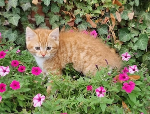 Kleine Kater BKH EKH BLH Perser Mix