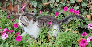 Kleine Kater BKH EKH BLH Perser Mix