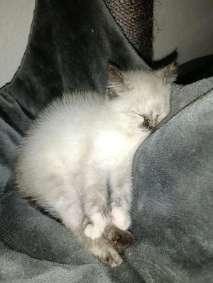 katzen Mädchen 