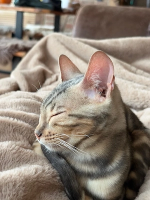 Bengal Katzen wegen Zuchtaufgabe
