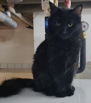 Flauschige Shadow sucht ruhiges Zuhause