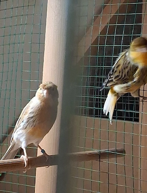 Kanarienvögel abzugeben 
