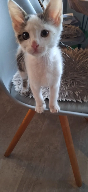 Verspielter Joko sucht sein Zuhause