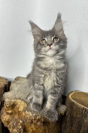 Hübsches Maine-Coon-Mädchen, 3 Monate  geimpft Und entwurmt