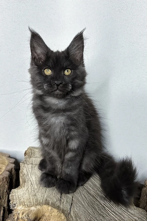 Maine-Coon-Junge, 3 Monate  geimpft & entwurmt, liebevoll aufgezogen