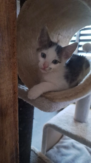 Verspielter Sunny sucht sein Kuschelkörbchen