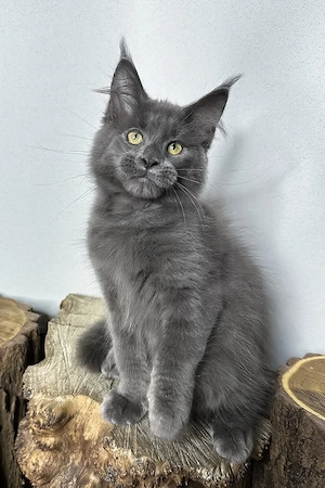 Typvoller Maine-Coon-Kater, 3 Monate geimpft & entwurmt