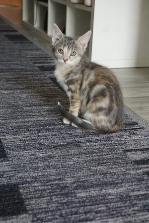 weibliche babykatze sucht ihr für immer haus 