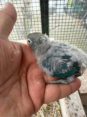 Pfirsichköpfchen