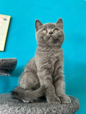 Britisch-Kurzhaar-Kater