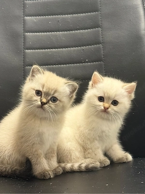 zwei schöne  katzen