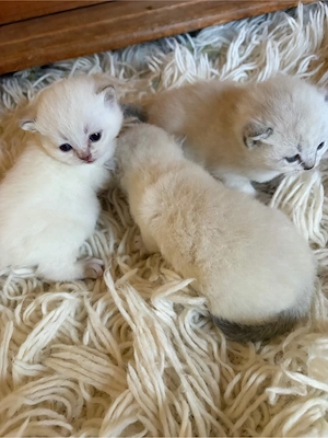 bkh kitten reinrassig suchen tolles zuhause