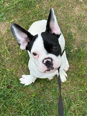 französische bulldogge 