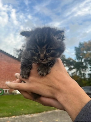 Maine Coon x Deutsche Langhaar Kater