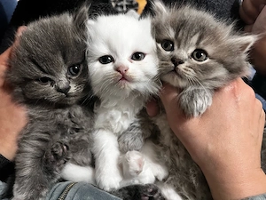 Britisch Langhaar BLH Kitten