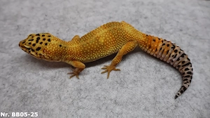 Mandarin Tangerine Leopardgecko Männchen Weibchen