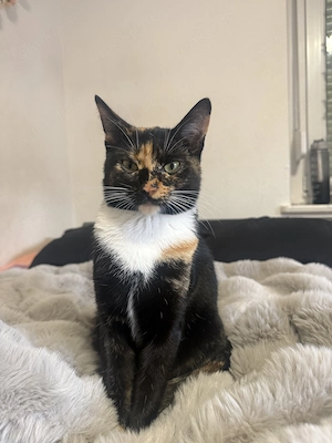 Gebe eine verschmuste Katze in gute Hände ab.