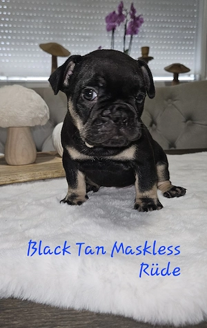 Letzter Rüde   Französische Bulldogge Welpen