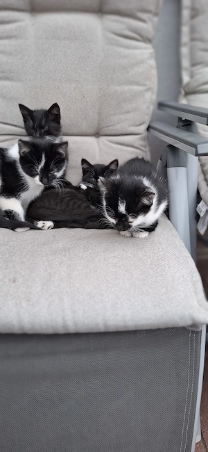 4  niedliche Katzen