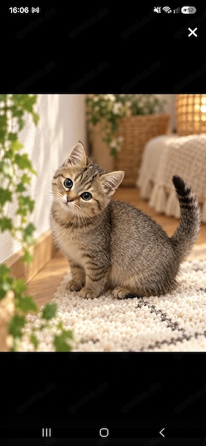 BKH Kitten ab sofort suchen neu Familie  