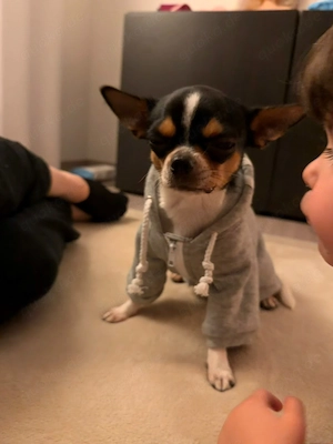 11 Monate alte Chihuahua Hündin 