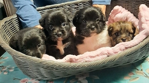 Bolonka-Shih-Tzu Welpen 