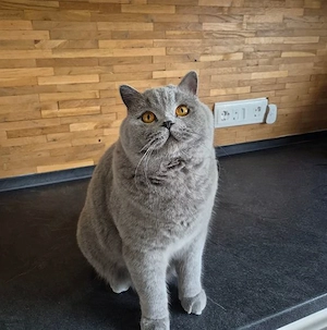 Wunderschöner, sehr lieber BKH Kater sucht neue Herzfamilie 