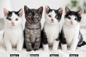 BKH Mix Kitten - 3 Kater weiß-schwarz + 1 Kätzchen grau - 25.  Herborn   Siegbach