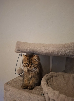 Kater BLH 