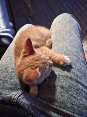 Katzenmädchen weiblich, rotgetiegert, Katzenbaby, Kätzchen 