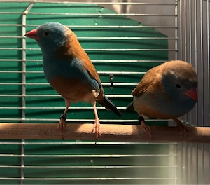 Blaukopfschmetterlingsfinken