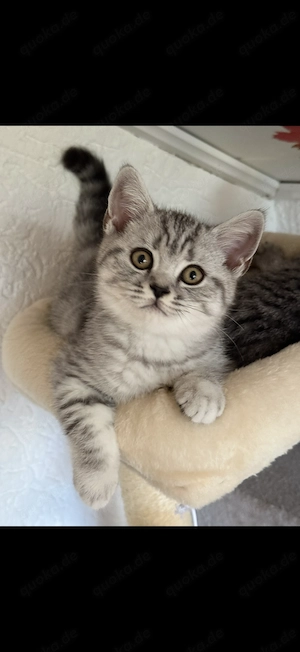 Reinrassige Bkh Kitten 