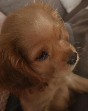 Cocker-Spaniel  Englisch Cocker-Spaniel-Welpe Rüde 