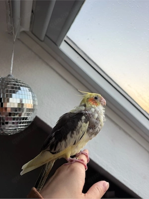 Nymphensittich Handzahm 