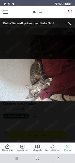 Katze zu verschenken 