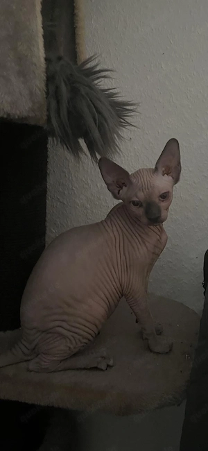 Canadian Elf Sphynx Kitten mit Stammbaum 