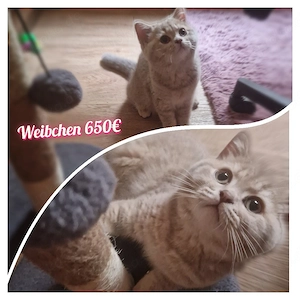 3 Kitten BKH (Stammbaum)