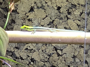 Phelsuma klemmeri 1.0.0 DNZ
