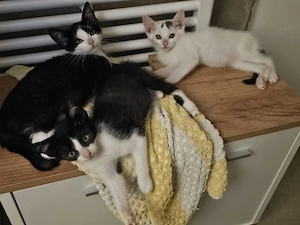kitten suchen ein Zuhause 