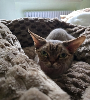Junges, hübsches  Mädchen Narnia sucht ein neues liebevolles Zuhause!