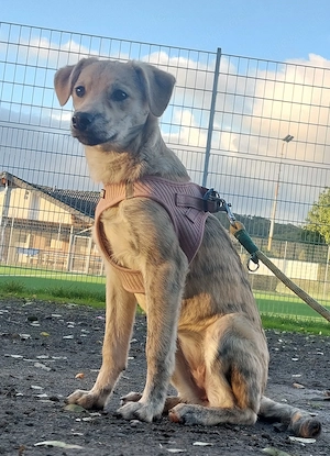 Hundekind Iva 