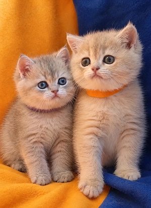 Bkh Kitten mit Stammbaum 