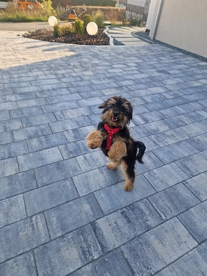 aussiedoodle  hündin
