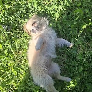 Chihuahua Hündin