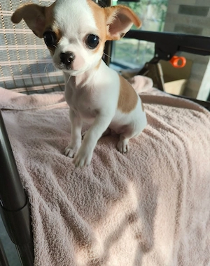 Chihuahua-Welpen suchen ein liebevolles Zuhause