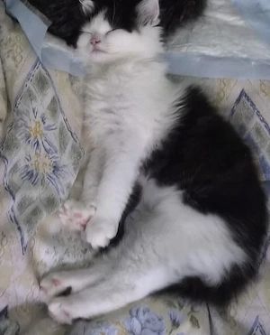 Main coon 4 Monate Kater 