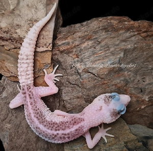 Super Galaxy Pied Weibchen Leopardgecko Hannover Messe möglich 