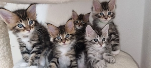 Reinrassige,  zuckersüße maine coon babies 