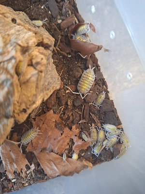 Komplette Porcellio Bolivari Yellow Ghost Zuchtbox